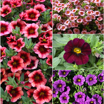 Calibrachoa - 'Multiple Varieties' Assorted, Million Bells