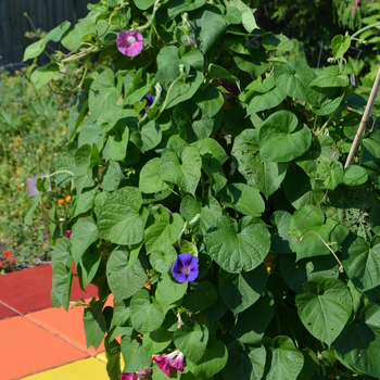 Ipomoea - Morning Glory Vine