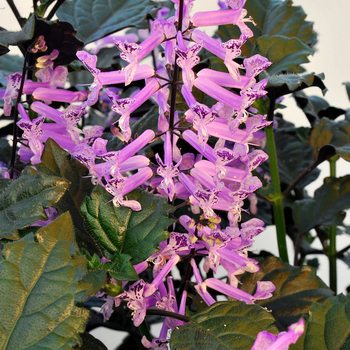 Plectranthus - 'Velvet Elvis'