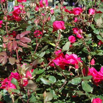 Rosa (Shrub Rose) - Knock Out® Pink Double