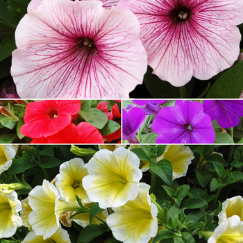 Petunia - 'Surprise Series'