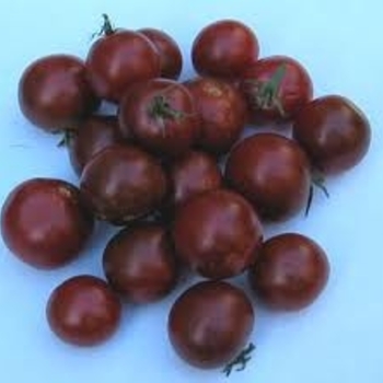 Lycopersicon esculentum - 'Black Cherry' Tomato