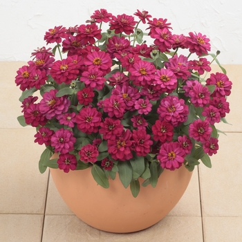 Zinnia - Profusion 'Double Hot Cherry'
