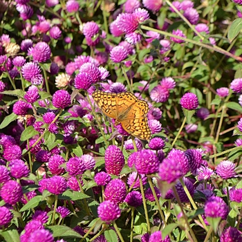 Gomphrena - 'Pinball Purple' Globe Amaranth