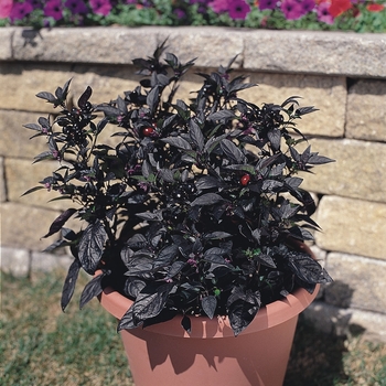 Capsicum annuum - 'Black Pearl' Pepper