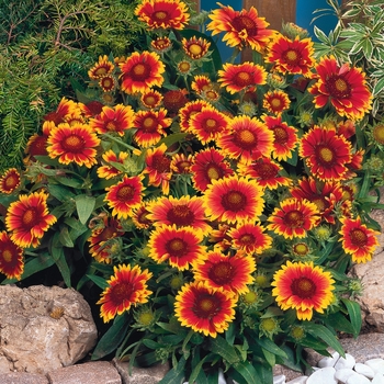 Gaillardia - 'Arizona Sun' Blanket Flower