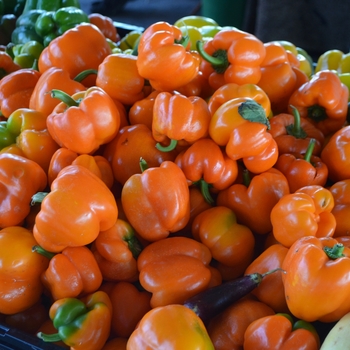 Capsicum annuum - Orange Bell Pepper