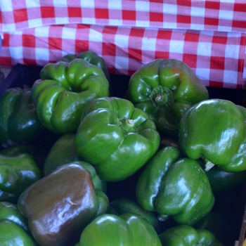 Capsicum annuum - Green Bell Pepper