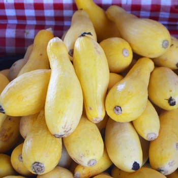 'Straightneck' Summer Squash -Cucurbita pepo