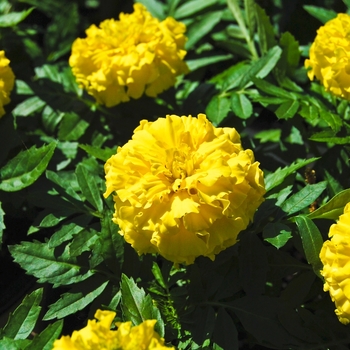 Tagetes erecta (African Marigold) - Inca II™ 'Yellow'
