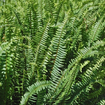 Nephrolepis obliterata - 'Kimberley Queen' Queen Fern