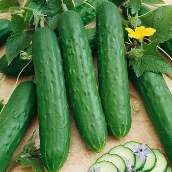 Cucumis sativus - 'Saladmore Bush' Cucumber