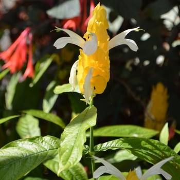 Pachystachys lutea - Golden Shrimp Plant