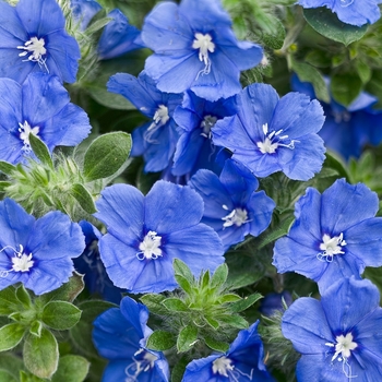 Evolvulus - 'Blue My Mind® XL' Dwarf Morning Glory