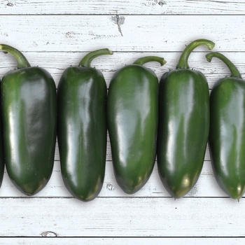 Capsicum annuum - 'Emerald Fire' Jalapeno pepper