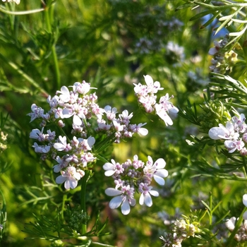 Coriandrum sativum - Coriander