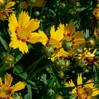 Coreopsis grandiflora - 'Baby Sun' Tickseed