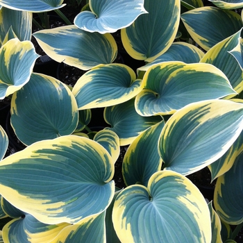 Hosta - 'First Frost' Hosta, Plantain Lily