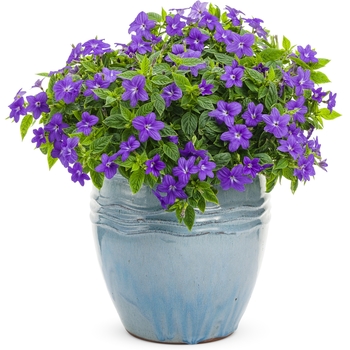 Browallia (Bush Violet) - Endless™ 'Illumination'