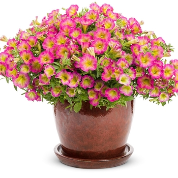 Petunia - Supertunia® 'Daybreak Charm'