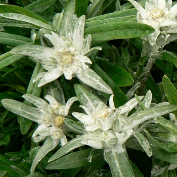 Leontopodium alpinum - Edelweiss