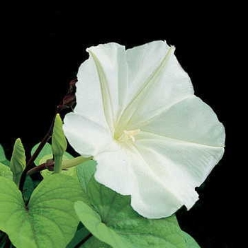 Ipomoea alba - Moon Flower Vine