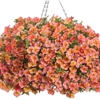 Calibrachoa - Superbells® 'Tropical Sunrise'