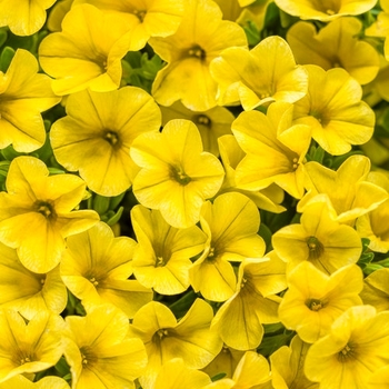 Calibrachoa - Superbells® 'Yellow'