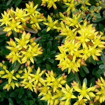 Sedum floriferum - 'Weihenstephaner Gold' Stonecrop