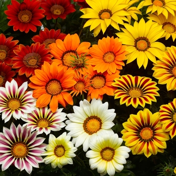 Gazania rigens (Treasure Flower) - Big Kiss™ 'Mix'