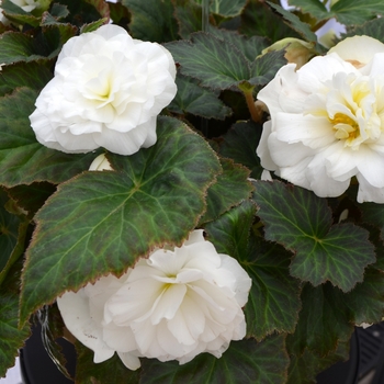 Begonia x tuberhybrida (Tuberous Begonia) - Nonstop® 'White'