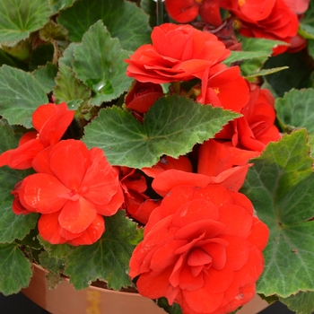 Begonia x tuberhybrida (Tuberous Begonia) - Nonstop® 'Red'