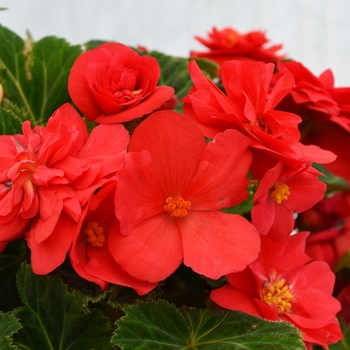 Begonia x tuberhybrida (Tuberous Begonia) - Nonstop® 'Deep Rose'