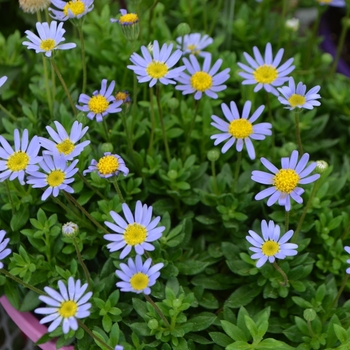 Felicia - 'Bellicia' Felicia Daisy