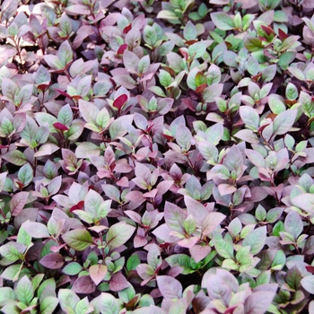 Alternanthera dentata - 'Little Ruby' Joseph's Coat