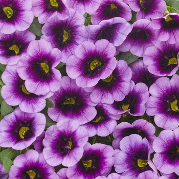 Calibrachoa - Superbells® 'Blue Moon Punch™'