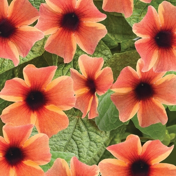 Thunbergia alata - 'Tangerine Slice A-Peel®' Black-Eyed Susan Vine