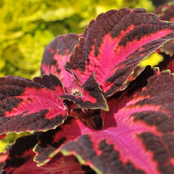 coleus - Main Street 'Fifth Avenue'