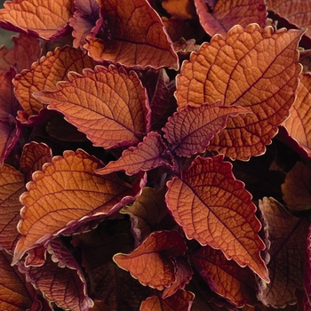 coleus - Main Street 'Wall Street™'