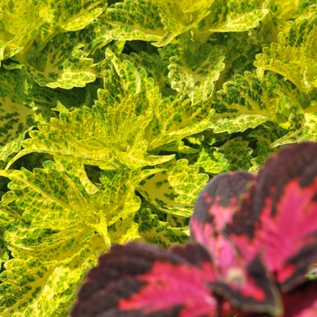 coleus - Main Street 'River Walk'