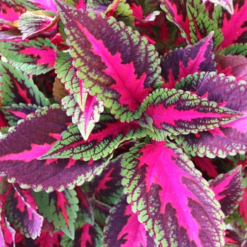 coleus - Main Street 'Ruby Road'