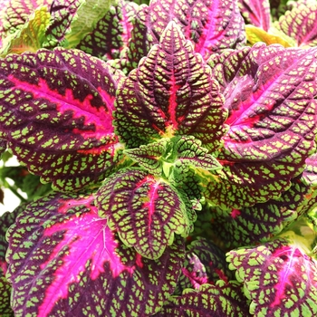 coleus - Main Street 'La Rambla'