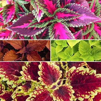 coleus - Main Street 'Multiple Varieties'