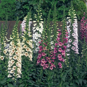 Digitalis purpurea (Foxglove) - Camelot™ 'Mix'