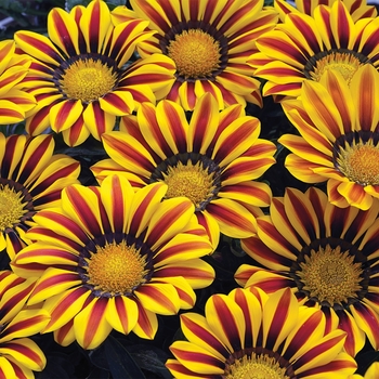 Gazania rigens (Treasure Flower) - Big Kiss™ 'Yellow Flame Improved'