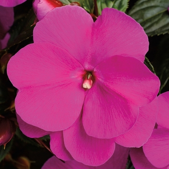 Impatiens hawkeri (New Guinea Impatiens) - Sonic® 'Lilac'