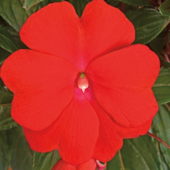 Impatiens hawkeri (New Guinea Impatiens) - Sonic® 'Deep Red'