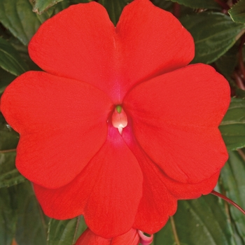 Impatiens hawkeri (New Guinea Impatiens) - Sonic® 'Deep Red'