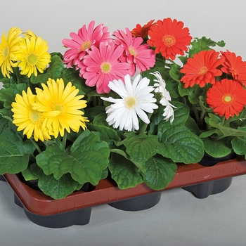 Gerbera jamesonii (Gerbera Daisy) - Jaguar™ Mix