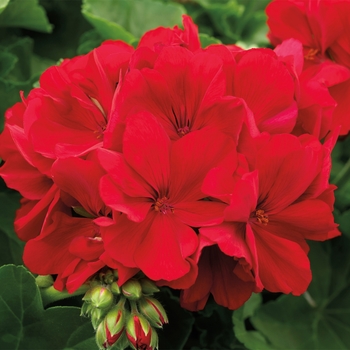 Pelargonium - Interspecific Geranium